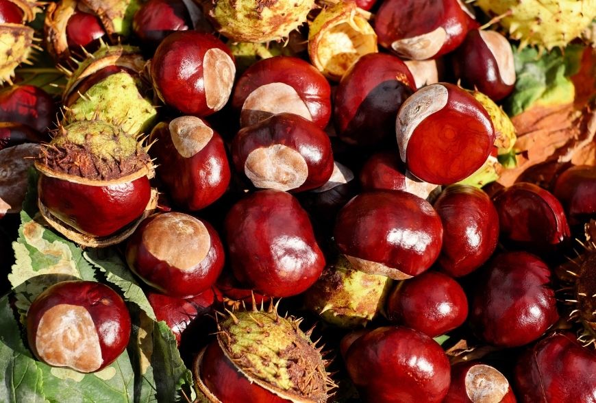 Mastrogregori: signature chestnuts and marrons